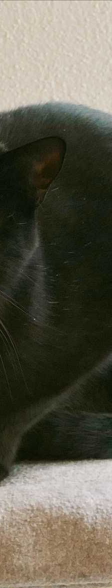 PEPPI – Europäisch Kurzhaar, Männchen, 5 Jahre 7 Monate, 81829 München – Foto 1