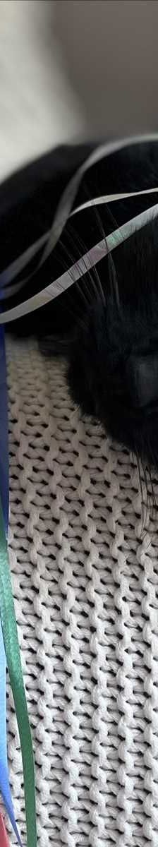 PEPPI – Europäisch Kurzhaar, Männchen, 5 Jahre 7 Monate, 81829 München – Foto 2