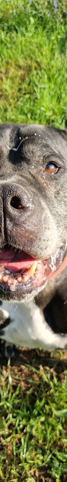 Gina – Boerboel, Weibchen, 6 Jahre 8 Monate, 97525 Schwebheim – Foto 1