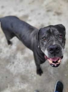 Gina – Boerboel, Weibchen, 6 Jahre 8 Monate, 97525 Schwebheim – Foto 2