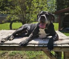 Gina – Boerboel, Weibchen, 6 Jahre 8 Monate, 97525 Schwebheim – Foto 3