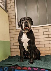 Gina – Boerboel, Weibchen, 6 Jahre 8 Monate, 97525 Schwebheim – Foto 4