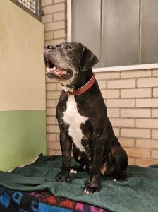 Gina – Boerboel, Weibchen, 6 Jahre 8 Monate, 97525 Schwebheim – Foto 5