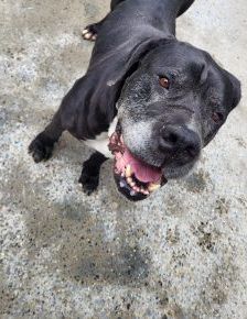 Gina – Boerboel, Weibchen, 6 Jahre 8 Monate, 97525 Schwebheim – Foto 6