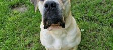 Gina – Boerboel, Weibchen, 6 Jahre 8 Monate, 97525 Schwebheim – Foto 7