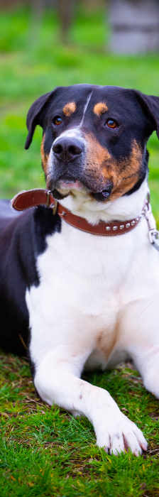 Ari – Mischling, Männchen, 3 Jahre, 28357 Bremen – Foto 2