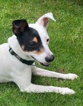 Milo – Ratonero Bodeguero Andaluz, Männchen, 7 Jahre, 70195 Stuttgart-Botnang – Foto 1