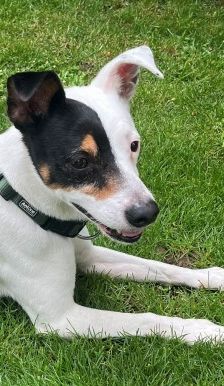 Milo – Ratonero Bodeguero Andaluz, Männchen, 7 Jahre, 70195 Stuttgart-Botnang – Foto 2