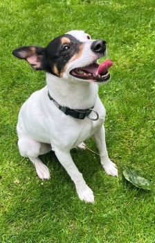 Milo – Ratonero Bodeguero Andaluz, Männchen, 7 Jahre, 70195 Stuttgart-Botnang – Foto 3