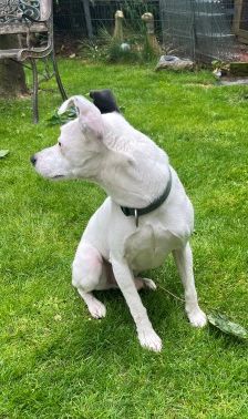 Milo – Ratonero Bodeguero Andaluz, Männchen, 7 Jahre, 70195 Stuttgart-Botnang – Foto 4