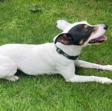 Milo – Ratonero Bodeguero Andaluz, Männchen, 7 Jahre, 70195 Stuttgart-Botnang – Foto 5