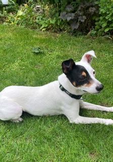 Milo – Ratonero Bodeguero Andaluz, Männchen, 7 Jahre, 70195 Stuttgart-Botnang – Foto 6
