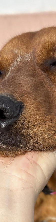 Leon – Jagdhundmix, Männchen, 2 Monate, Nordic Strays e.V. – Foto 1