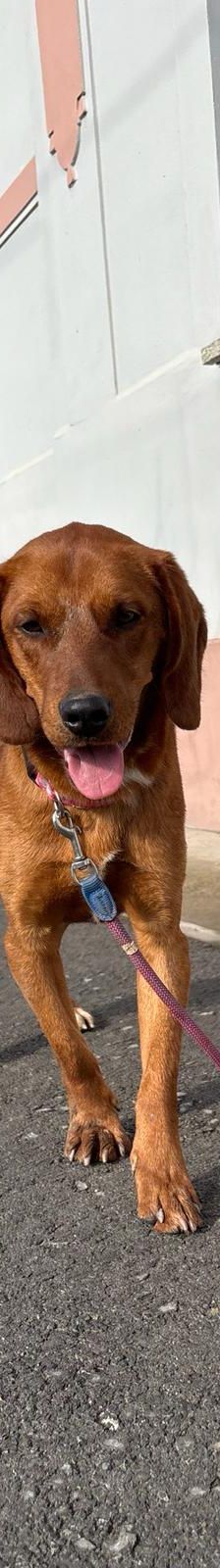 Leon – Jagdhundmix, Männchen, 2 Monate, Nordic Strays e.V. – Foto 2