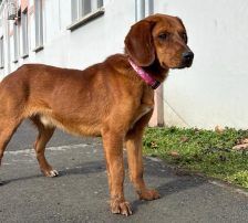 Leon – Jagdhundmix, Männchen, 2 Monate, Nordic Strays e.V. – Foto 3