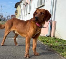 Leon – Jagdhundmix, Männchen, 2 Monate, Nordic Strays e.V. – Foto 4