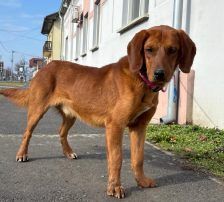Leon – Jagdhundmix, Männchen, 2 Monate, Nordic Strays e.V. – Foto 5