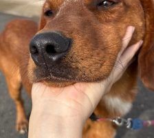 Leon – Jagdhundmix, Männchen, 2 Monate, Nordic Strays e.V. – Foto 6