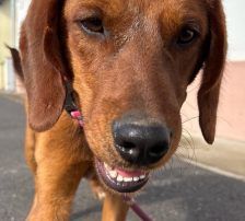 Leon – Jagdhundmix, Männchen, 2 Monate, Nordic Strays e.V. – Foto 7
