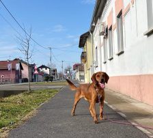 Leon – Jagdhundmix, Männchen, 2 Monate, Nordic Strays e.V. – Foto 8
