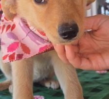 Nira – Mischling, Weibchen, 3 Monate, Nordic Strays e.V. – Foto 2