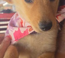 Nira – Mischling, Weibchen, 3 Monate, Nordic Strays e.V. – Foto 4