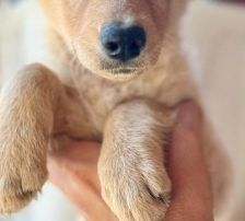 Nira – Mischling, Weibchen, 3 Monate, Nordic Strays e.V. – Foto 5
