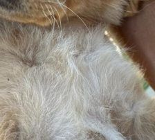 Nira – Mischling, Weibchen, 3 Monate, Nordic Strays e.V. – Foto 6