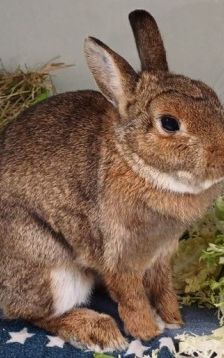 Merry – Zwergkaninchen, Weibchen, 5 Jahre, 70195 Stuttgart-Botnang – Foto 1