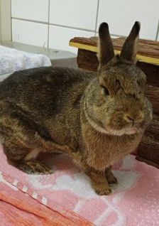 Merry – Zwergkaninchen, Weibchen, 5 Jahre, 70195 Stuttgart-Botnang – Foto 2