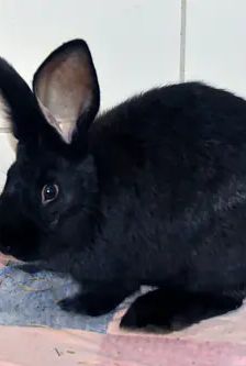 Alan – Stallkaninchen-Mix, Männchen, 5 Monate, 90537 Feucht – Foto 1