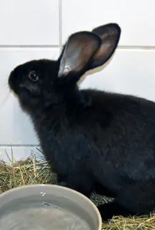 Alan – Stallkaninchen-Mix, Männchen, 5 Monate, 90537 Feucht – Foto 2