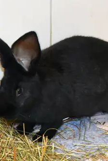 Alan – Stallkaninchen-Mix, Männchen, 5 Monate, 90537 Feucht – Foto 3