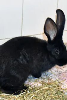 Alan – Stallkaninchen-Mix, Männchen, 5 Monate, 90537 Feucht – Foto 4