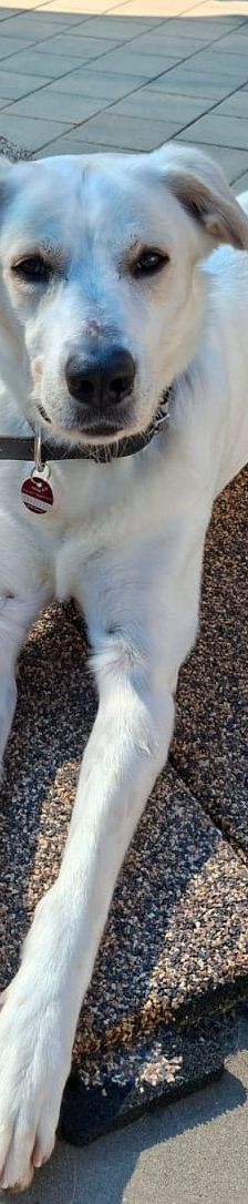 Samy – Herdenschutzhund-Mix, Männchen, 1 Jahr 7 Monate, 97816 Lohr – Foto 1