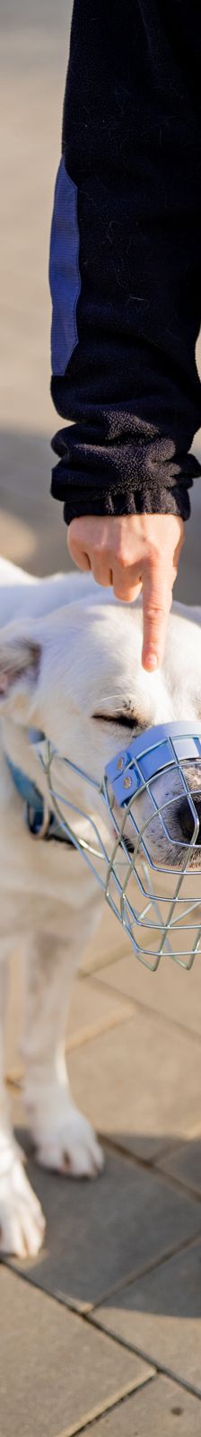 Samy – Herdenschutzhund-Mix, Männchen, 1 Jahr 7 Monate, 97816 Lohr – Foto 13