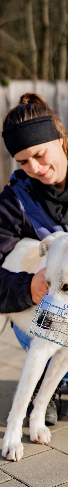 Samy – Herdenschutzhund-Mix, Männchen, 1 Jahr 7 Monate, 97816 Lohr – Foto 3