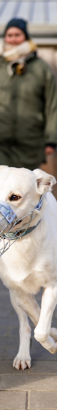 Samy – Herdenschutzhund-Mix, Männchen, 1 Jahr 7 Monate, 97816 Lohr – Foto 9
