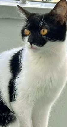 Sissi – Katze, Unbekannt, Alter unbekannt, 82031 Grünwald – Foto 2