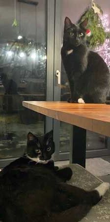 Sissi – Katze, Unbekannt, Alter unbekannt, 82031 Grünwald – Foto 3