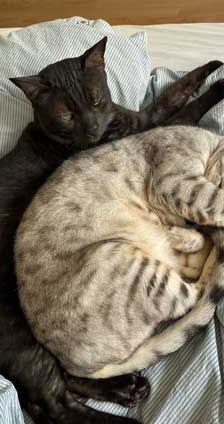 Sissi – Katze, Unbekannt, Alter unbekannt, 82031 Grünwald – Foto 4