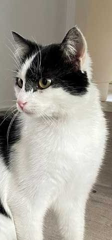 Sissi – Katze, Unbekannt, Alter unbekannt, 82031 Grünwald – Foto 6