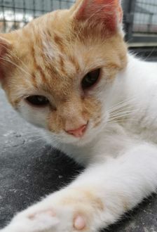 Jeff – EKH, Männchen, 1 Jahr, 97074 Würzburg – Foto 1