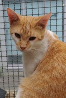 Jeff – EKH, Männchen, 1 Jahr, 97074 Würzburg – Foto 2
