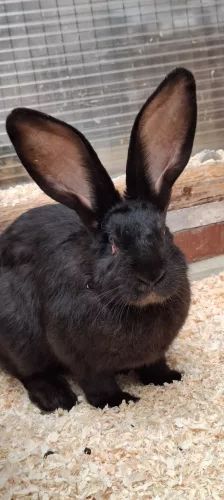 Scoppel – Riesenschecken- Mix, Männchen, 5 Monate, 26389 Wilhelmshaven – Foto 1