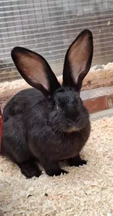 Scoppel – Riesenschecken- Mix, Männchen, 5 Monate, 26389 Wilhelmshaven – Foto 6