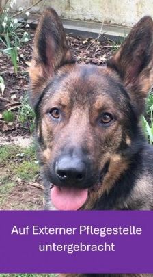 Rocky – Deutscher Schäferhund, Männchen, 4 Jahre, 70195 Stuttgart-Botnang – Foto 1