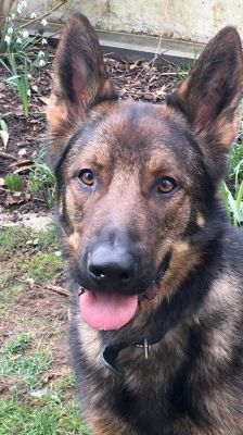 Rocky – Deutscher Schäferhund, Männchen, 4 Jahre, 70195 Stuttgart-Botnang – Foto 2