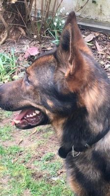 Rocky – Deutscher Schäferhund, Männchen, 4 Jahre, 70195 Stuttgart-Botnang – Foto 3