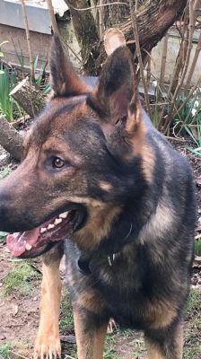 Rocky – Deutscher Schäferhund, Männchen, 4 Jahre, 70195 Stuttgart-Botnang – Foto 4